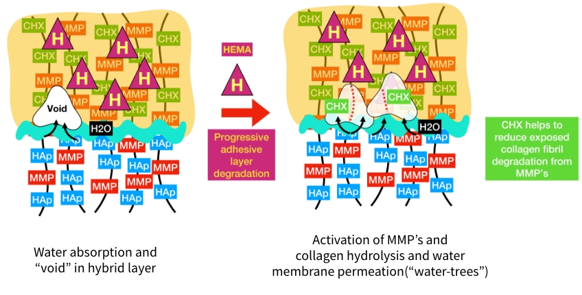 Bonk benefits of chlorohexidine 07