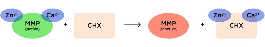 How MMPs Affect Your Adhesive Dentistry Jason Smithson MMPs Fig 2