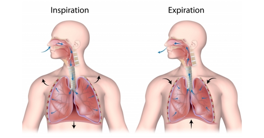 TrishaOHeir UnderstandingRecognizingMouthBreathing Fig.1