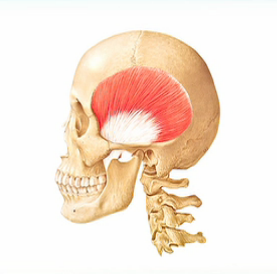 Muscle and TMJ Exam: Palpation and Evaluation Frank Spear Muscle and TMJ Exam Figure 1