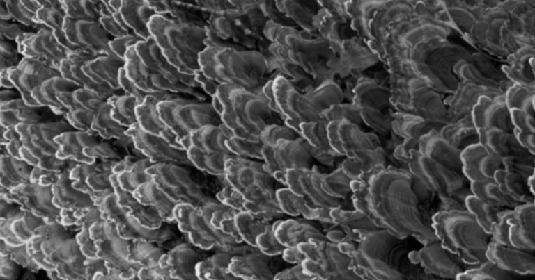 Spear Digest Digest Featured Smithson Adhesion Part 1