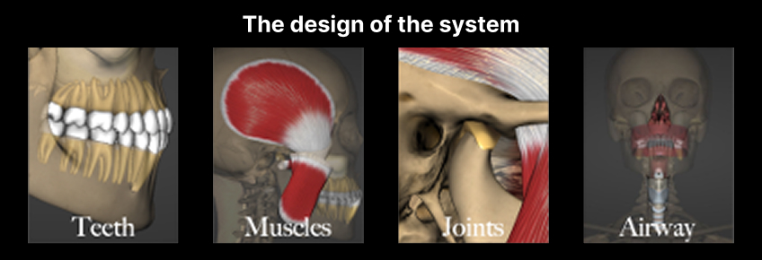 Proper occlusion depends on all four elements of the occlusal system — teeth, muscles, temporomandibular joints, and airway — working in harmony.