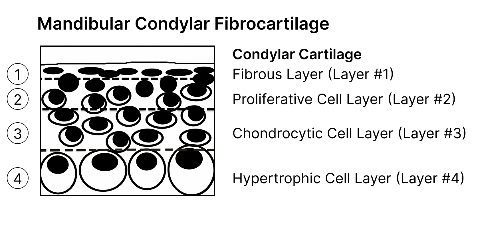 tmj-disc-and-craniofacial-growth-condylar-cartilage-layers-diagram