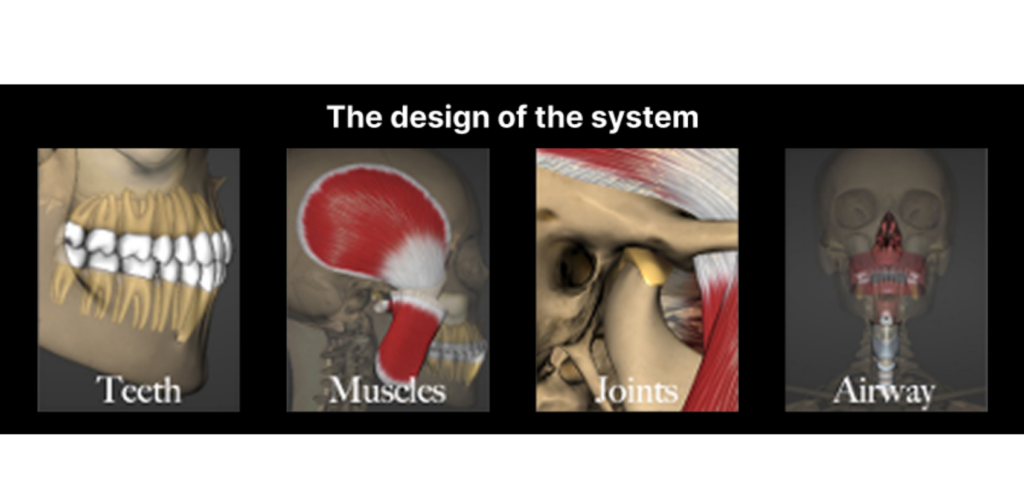 Occlusion Fundamentals: The Official Guide for Dentists Diagram showing the four components of occlusion: teeth, muscles, temporomandibular joints, and airway working together